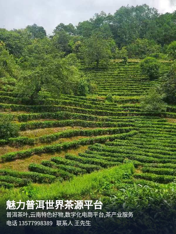 魅力普洱 普洱普洱茶叶及本土特色好物销售平台