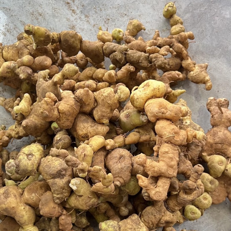 滇黄精加工_红河滇黄精商城_石屏县天翊农业科技发展有限公司