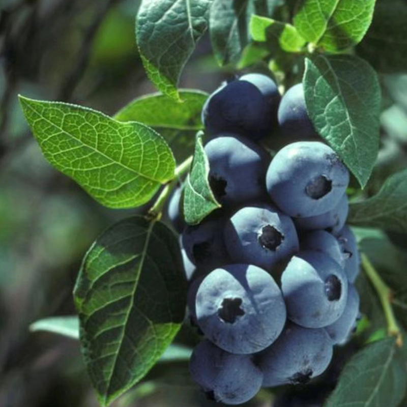 我们推荐云南蓝莓_蓝莓出售相关