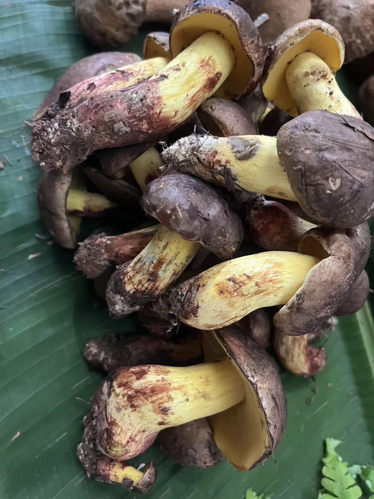 云南食用菌_思茅食品、饮料