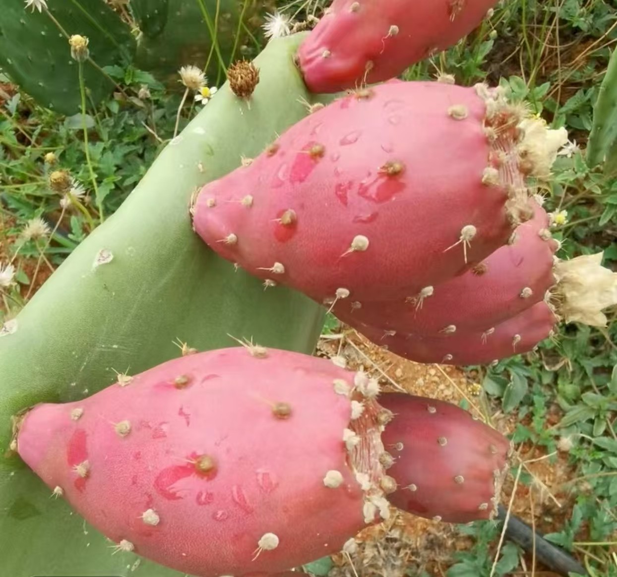 昆明仙人掌_曲靖仙人掌服务商_昌宁县仙掌园农业种植有限公司