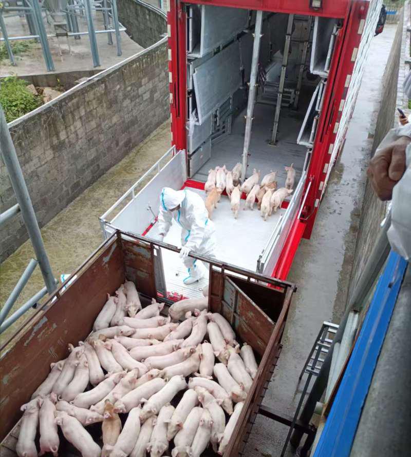 昭通生猪_巧家县生猪交易网址_大关兰林养殖有限公司