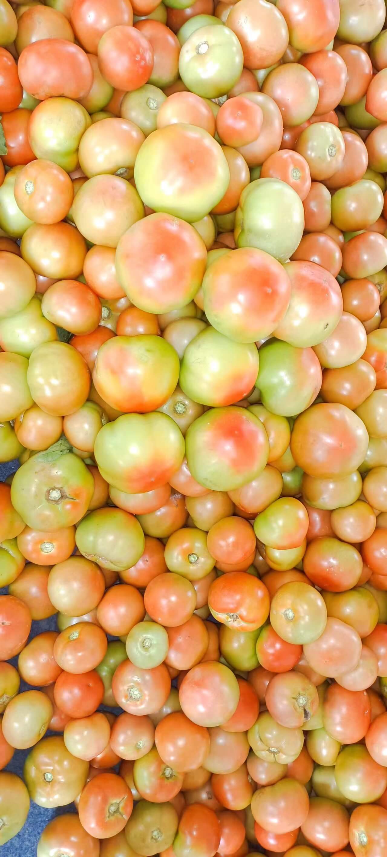 昭通西红柿销售_云南西红柿公司_巧家县新泓农业科技发展有限公司