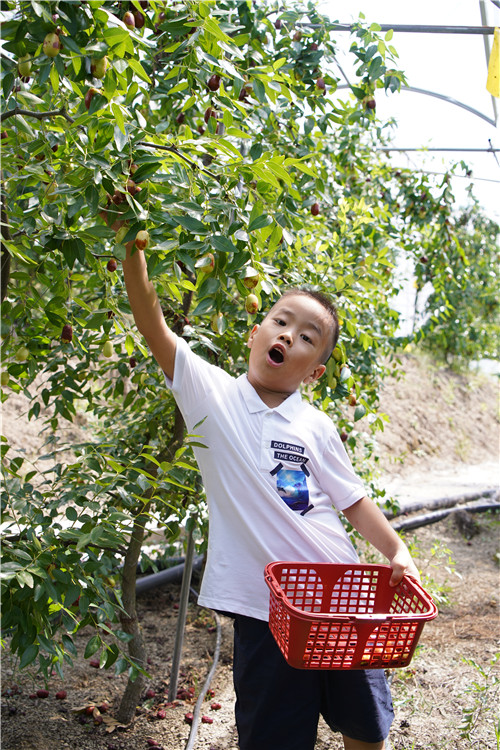 水果采摘果园多少钱_水果采摘之旅_重庆市武隆区枣典水果种植股份合作社销售部