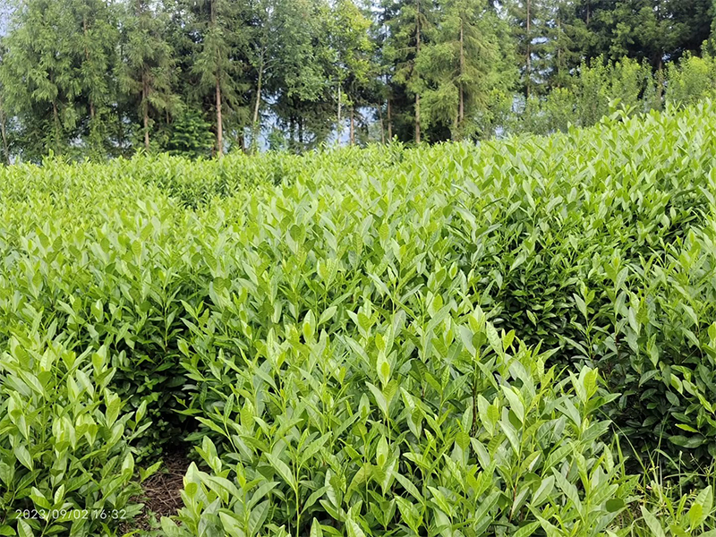绿茶基地