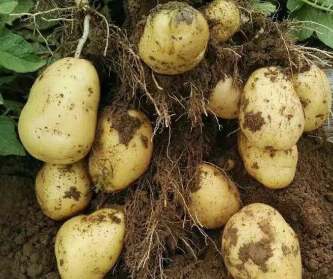 马铃薯种子_本地农业销售