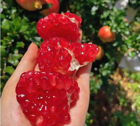 四川会理石榴_突尼斯石榴相关