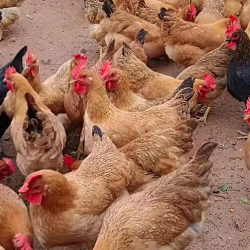 云南批发三黄鸡：优质禽类商品源源不断供应市场