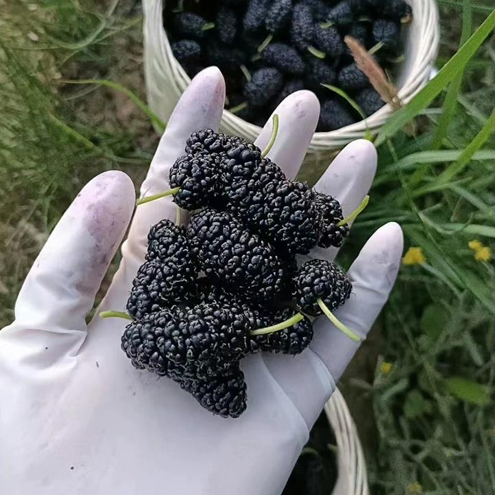 德昌桑葚