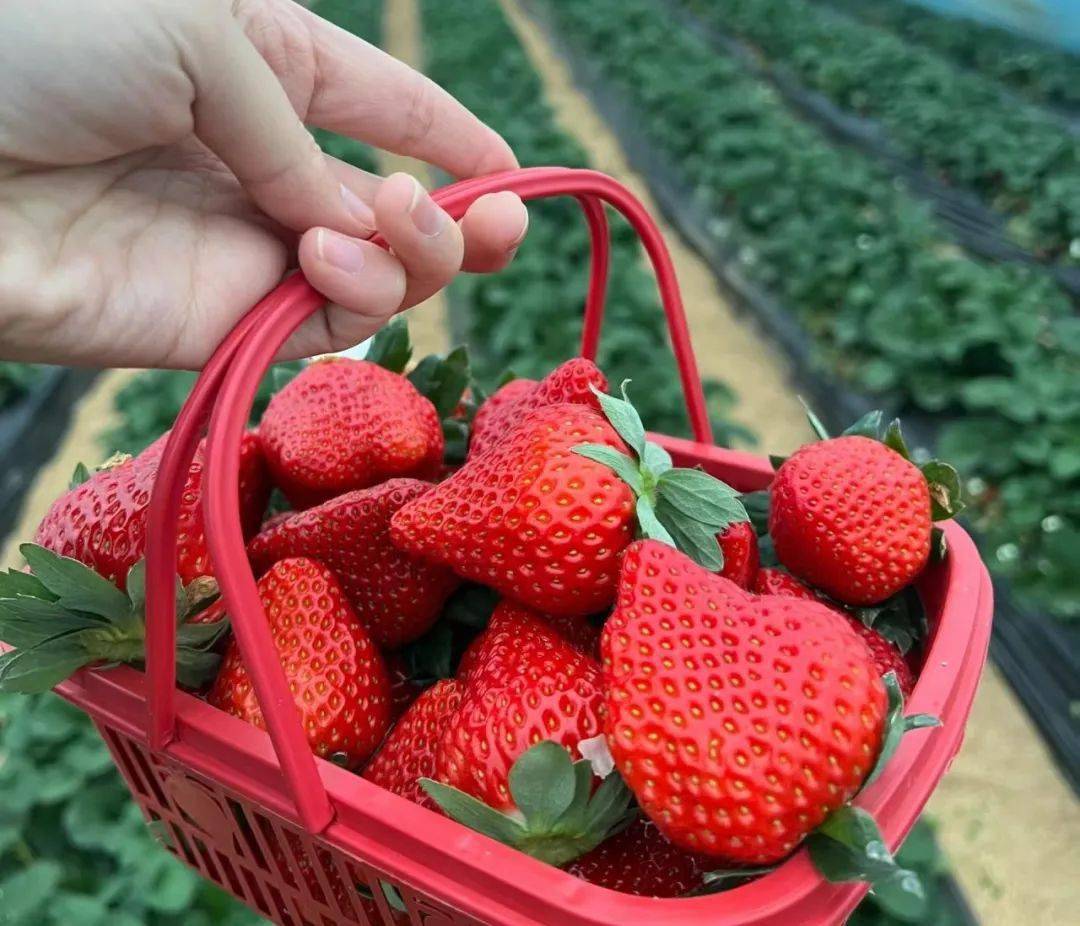 攀枝花仁和区高品质中坝草莓种植技