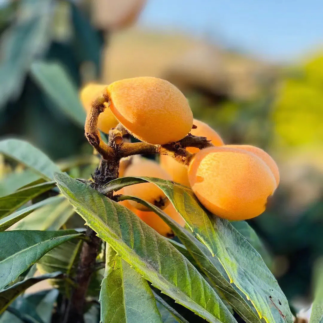 高品质四川米易枇杷：攀枝花种植的