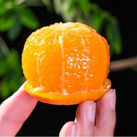 本土橙子品质上乘，沅陵县特色水果畅销全国