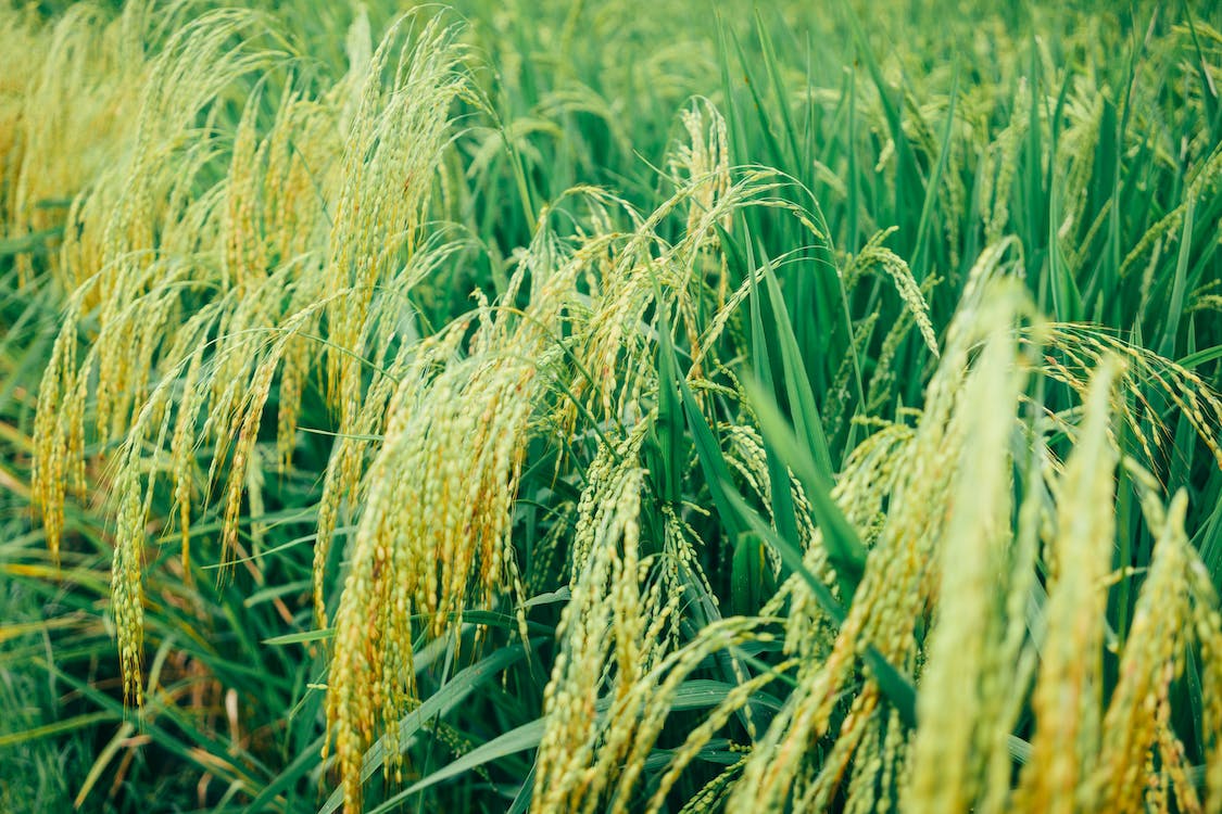 想要了解山西省粮食种植怎么样？请