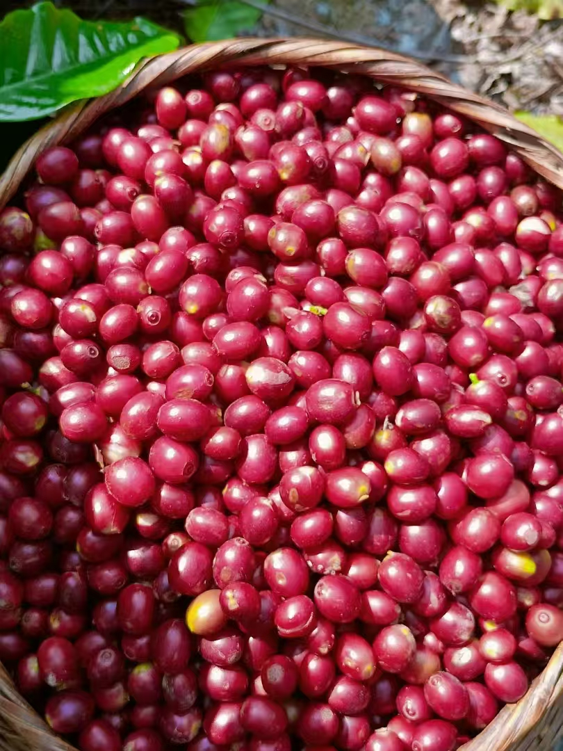 普洱咖啡豆销售_临沧咖啡豆加工_双江学里农业发展有限公司1