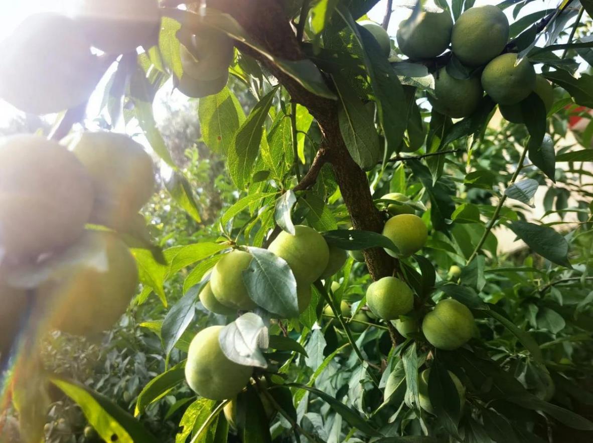 四川当季新品蜂糖李_成都农业产地