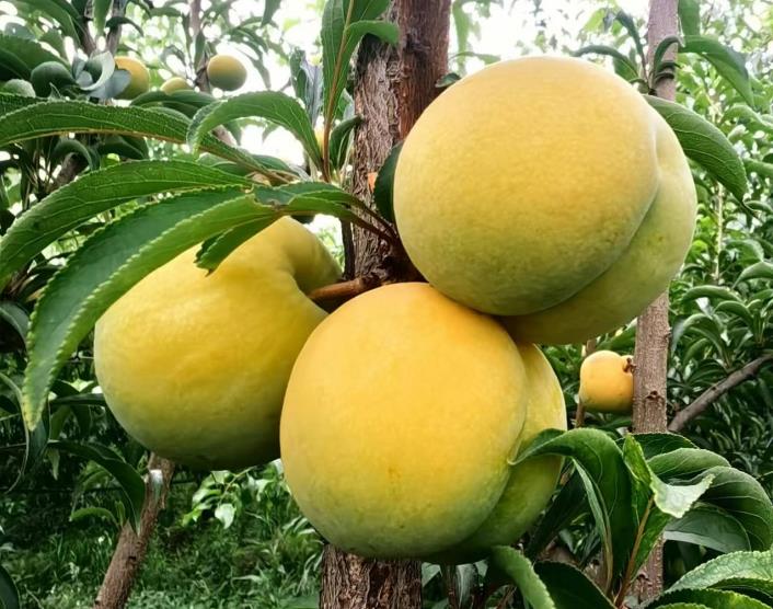 金堂县老徐果园基地_金堂县老徐果园_四川金堂县赵家镇徐陈家庭农场