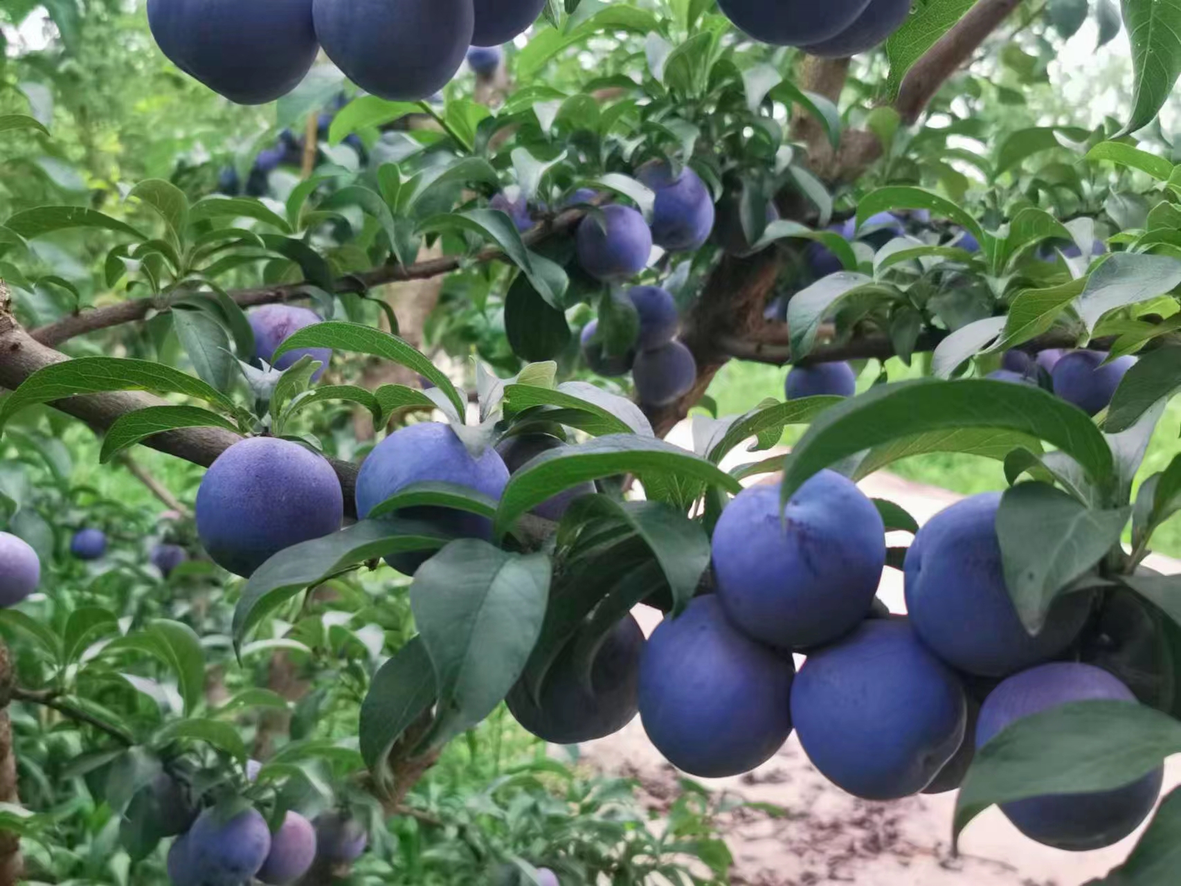 凤凰李子_金堂李子村农业栽培技术