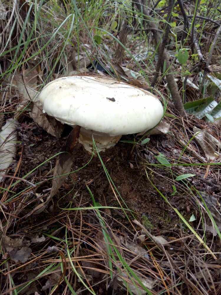 51c3dbdd-cd88-4178-b35e-3b697a6c803e.jpeg 51c3dbdd-cd88-4178-b35e-3b697a6c803e.jpeg