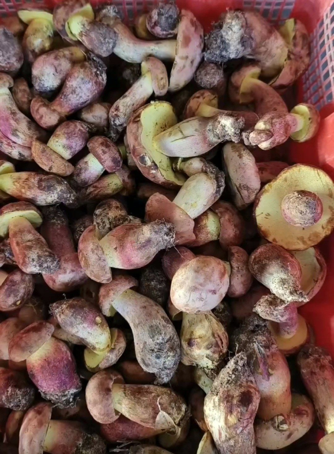 fffb9583-207c-4afa-9a38-c7dc3326d1ba.jpg fffb9583-207c-4afa-9a38-c7dc3326d1ba.jpg