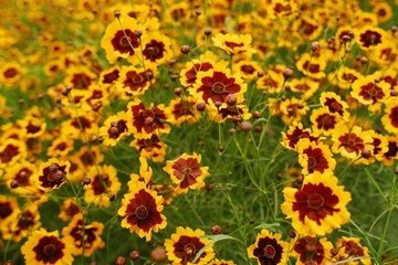 四川成都市雪菊种植技巧咨询