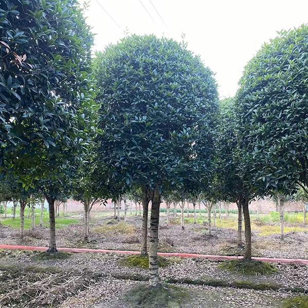 桂花树种植基地