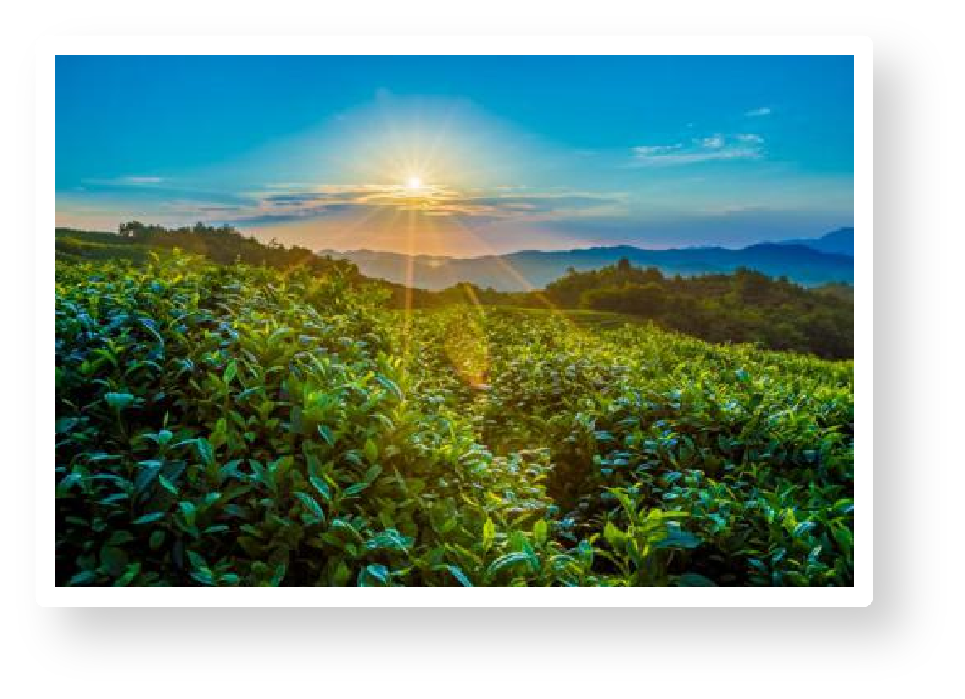 983c5d52-9831-4a25-8cac-fa017dce7c72.png 983c5d52-9831-4a25-8cac-fa017dce7c72.png