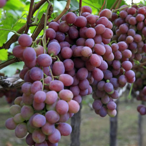 凉山之美：西昌葡萄种植技术解密