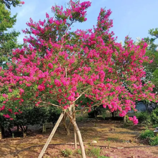 美丽的紫薇花，道路种植养护全攻略