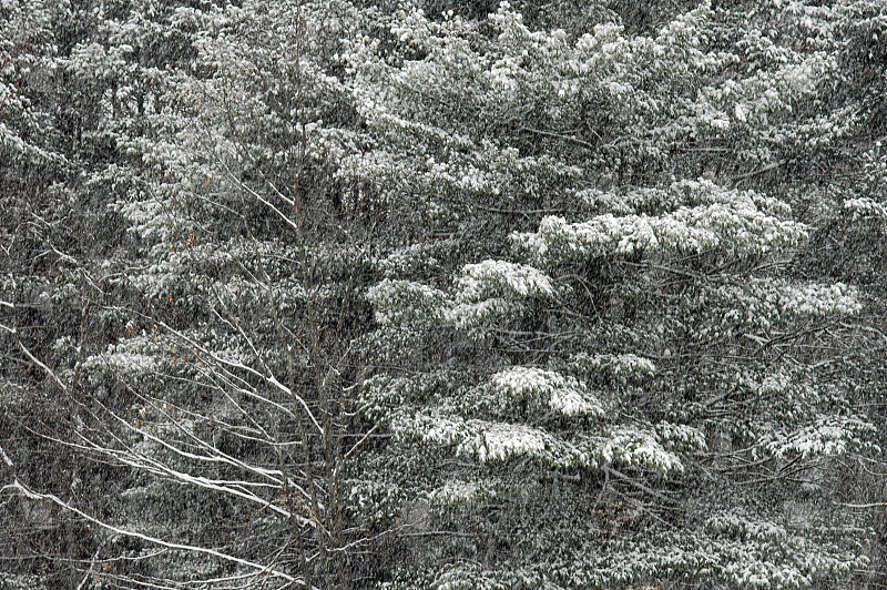 雪松树