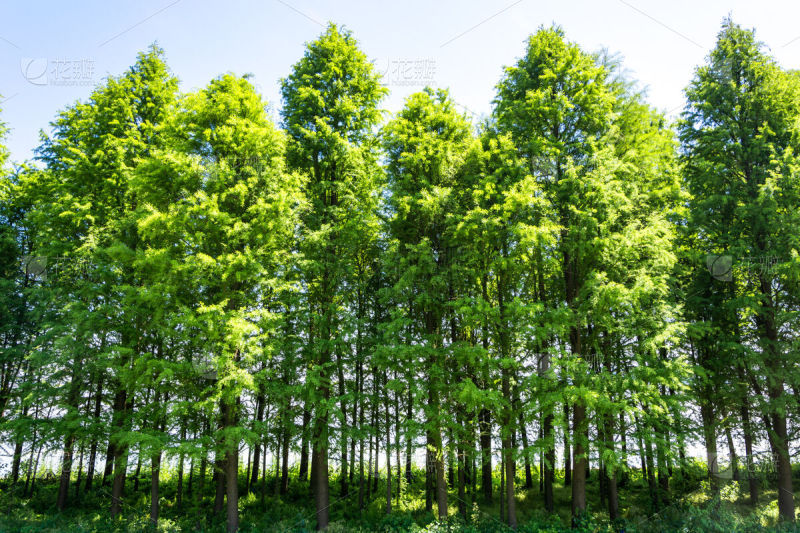四川白杨树养护建议：打造绿色生态环境