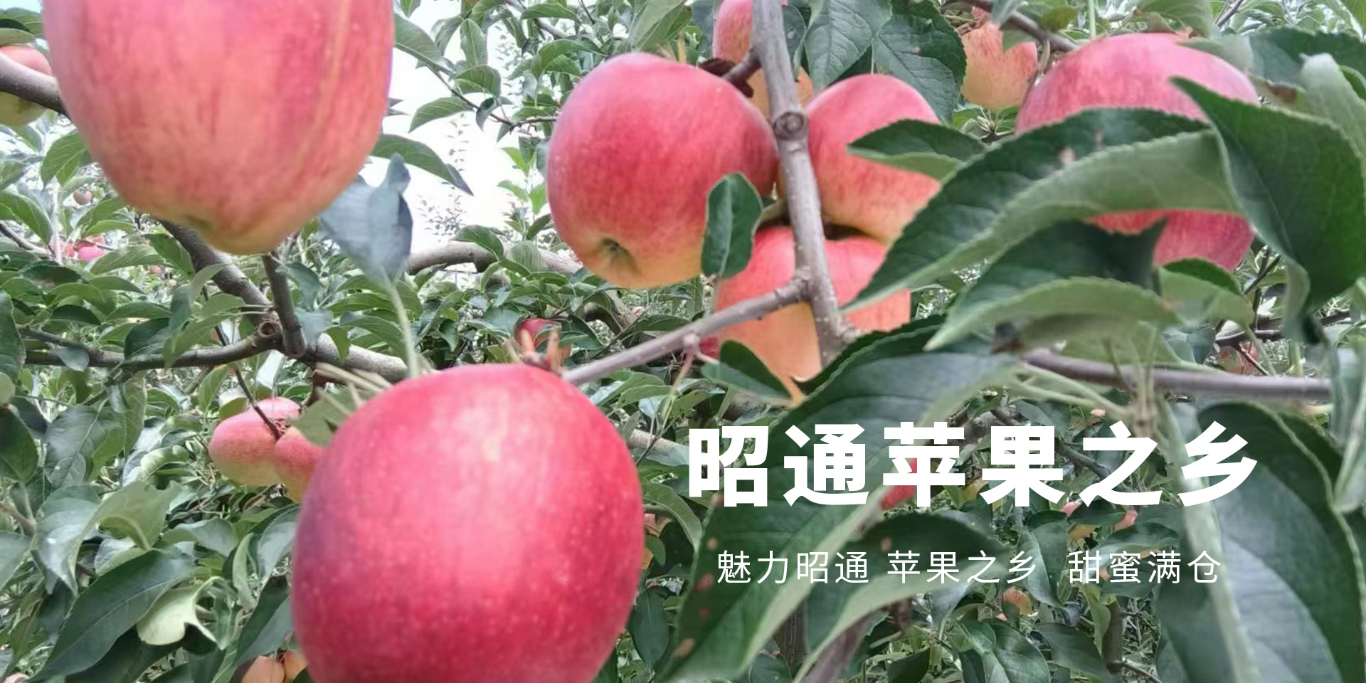 首页Banner06