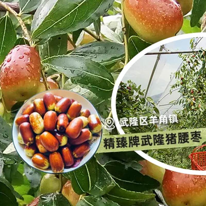 重庆市武隆区枣典水果种植股份合作社-武隆猪腰枣种植培育销售