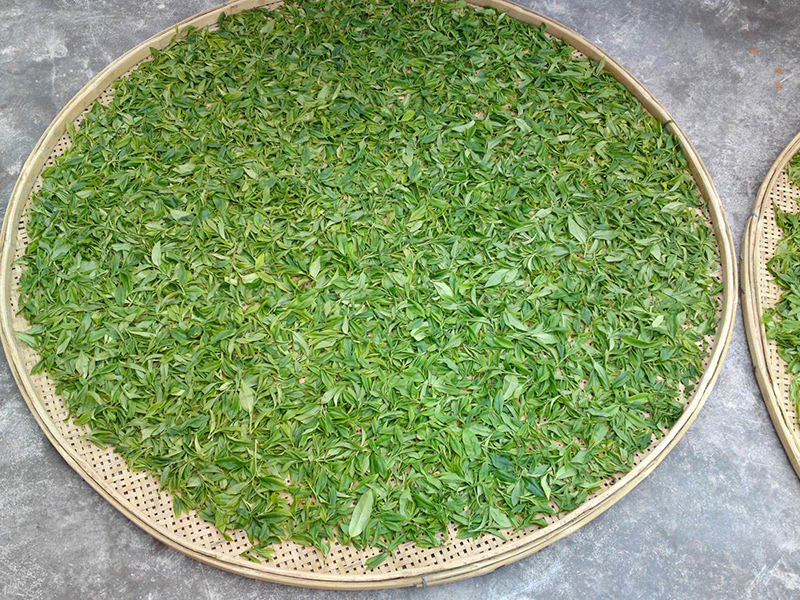 云南绿茶，品质有保证，批发价低，值得购买！