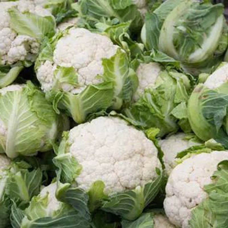 云南省好品质新鲜蔬菜销售，曲靖市当地农产品源源供应