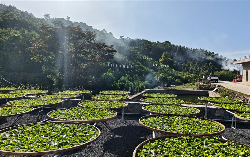 2026春茶纪