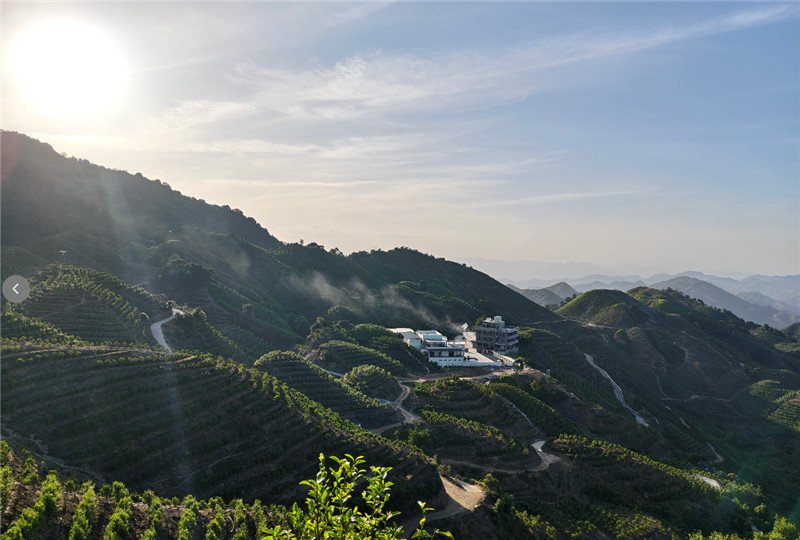 2026春茶纪