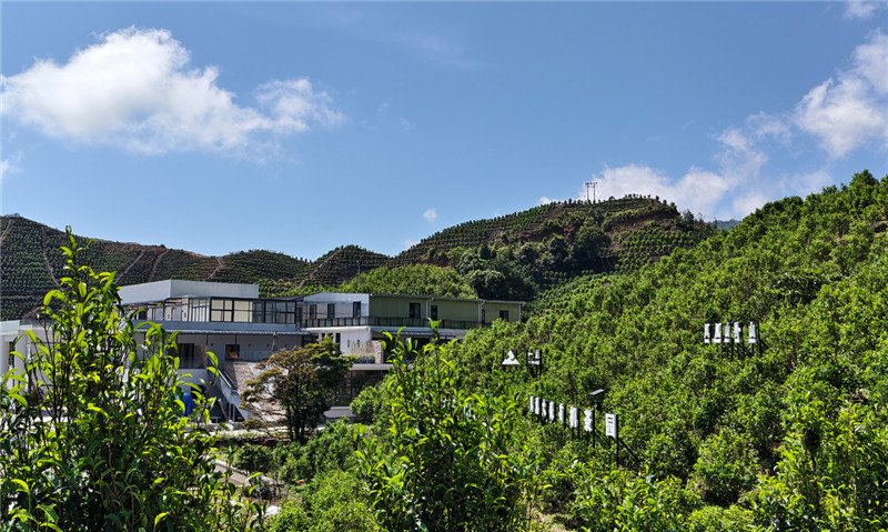 2026春茶纪