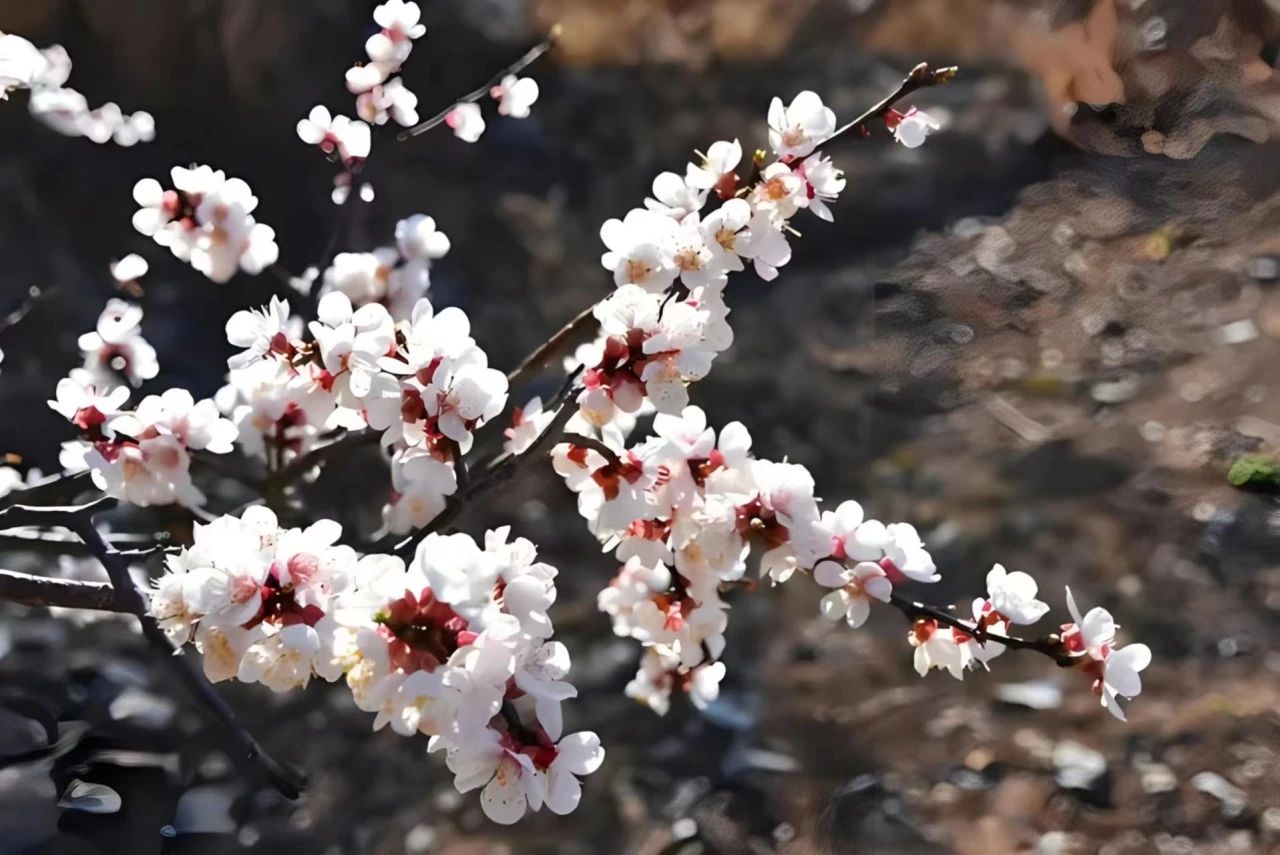 科普 | 植物向光生长的秘密
