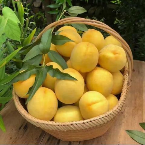 湖南炎陵黄桃_长沙市食品、饮料