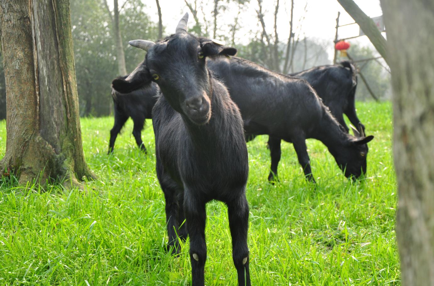 大凉山美姑山羊批发_四川美姑山羊养植技术_凉山中胜谷