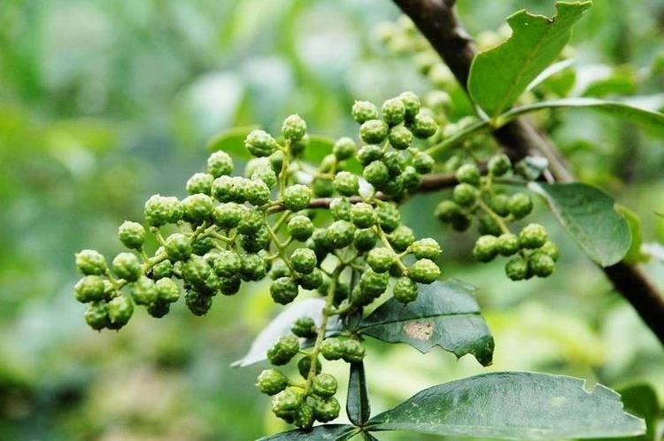 凉山金阳青花椒_大凉山金阳青花椒种植技术_凉山中胜谷