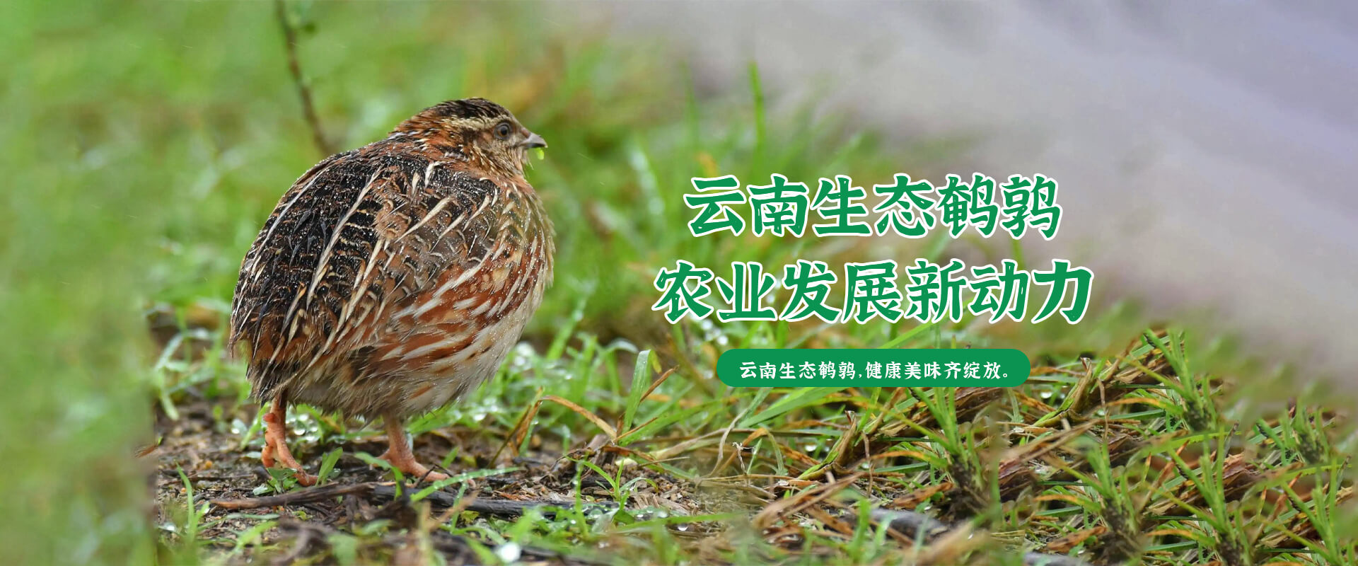 首页Banner01