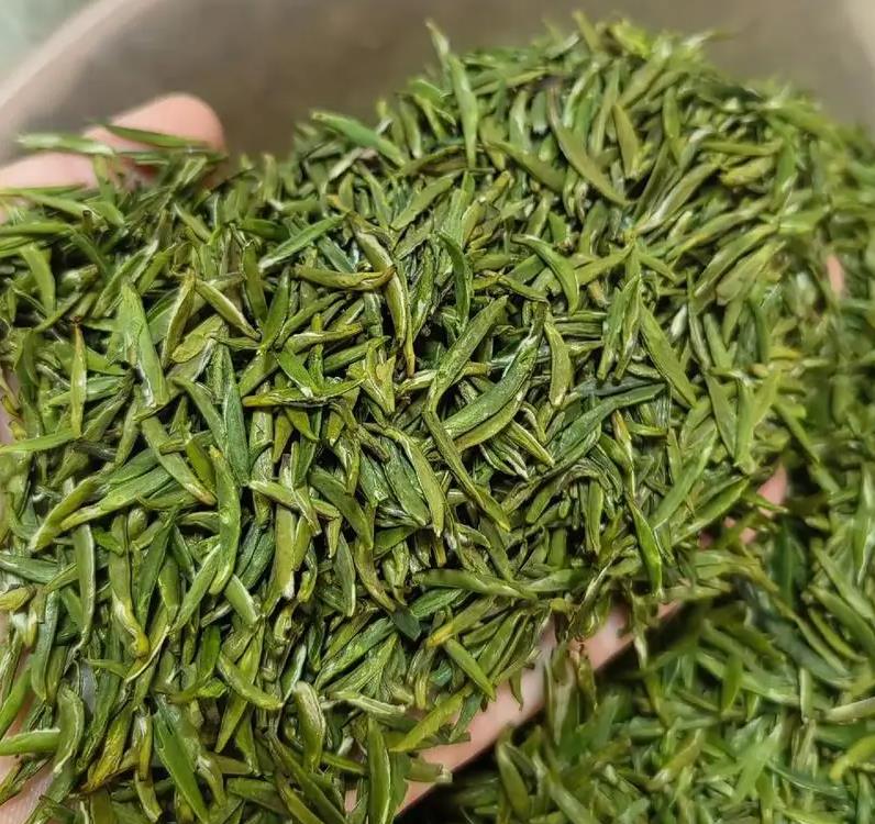 正宗贵州湄潭翠芽名茶，货源直供批发