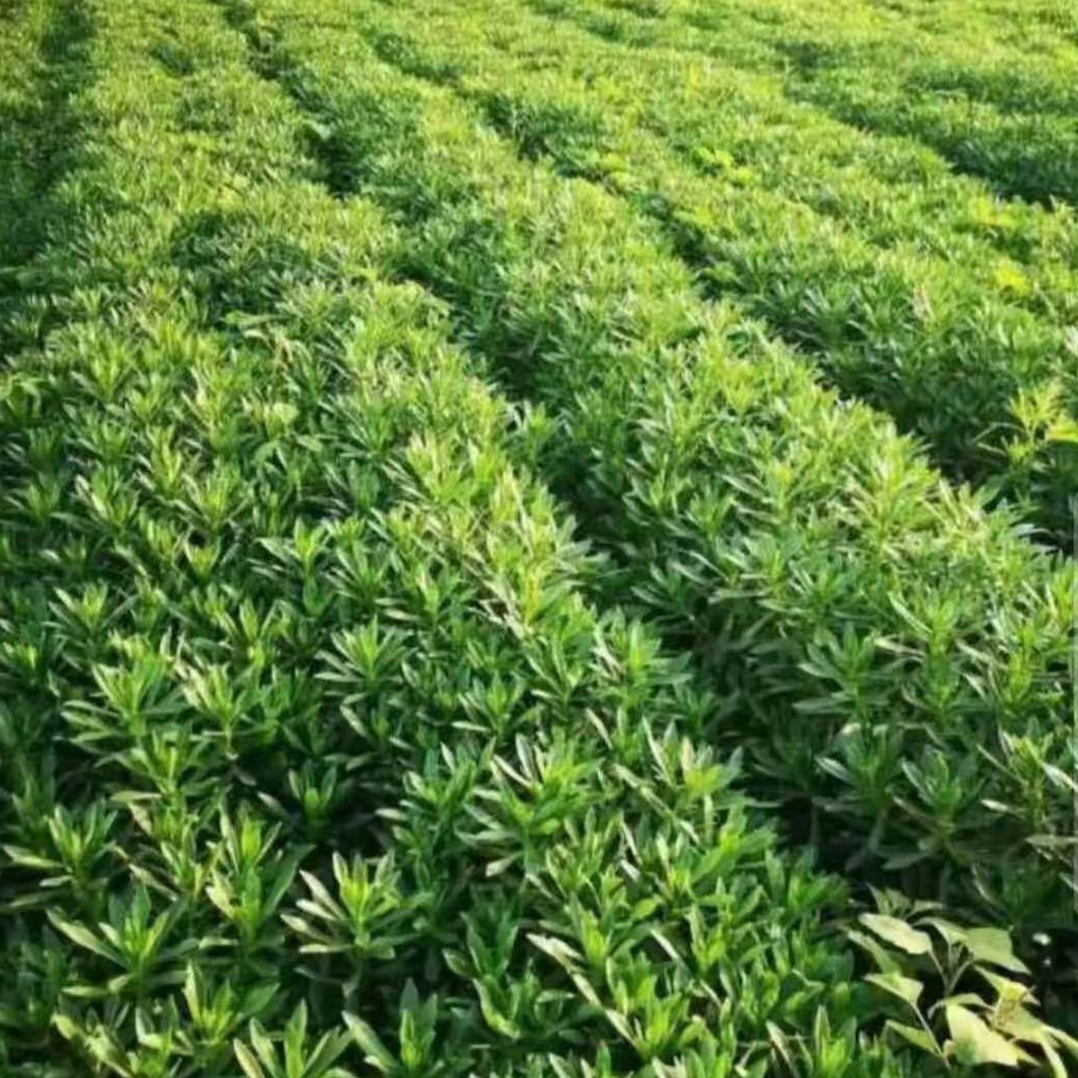 救心菜