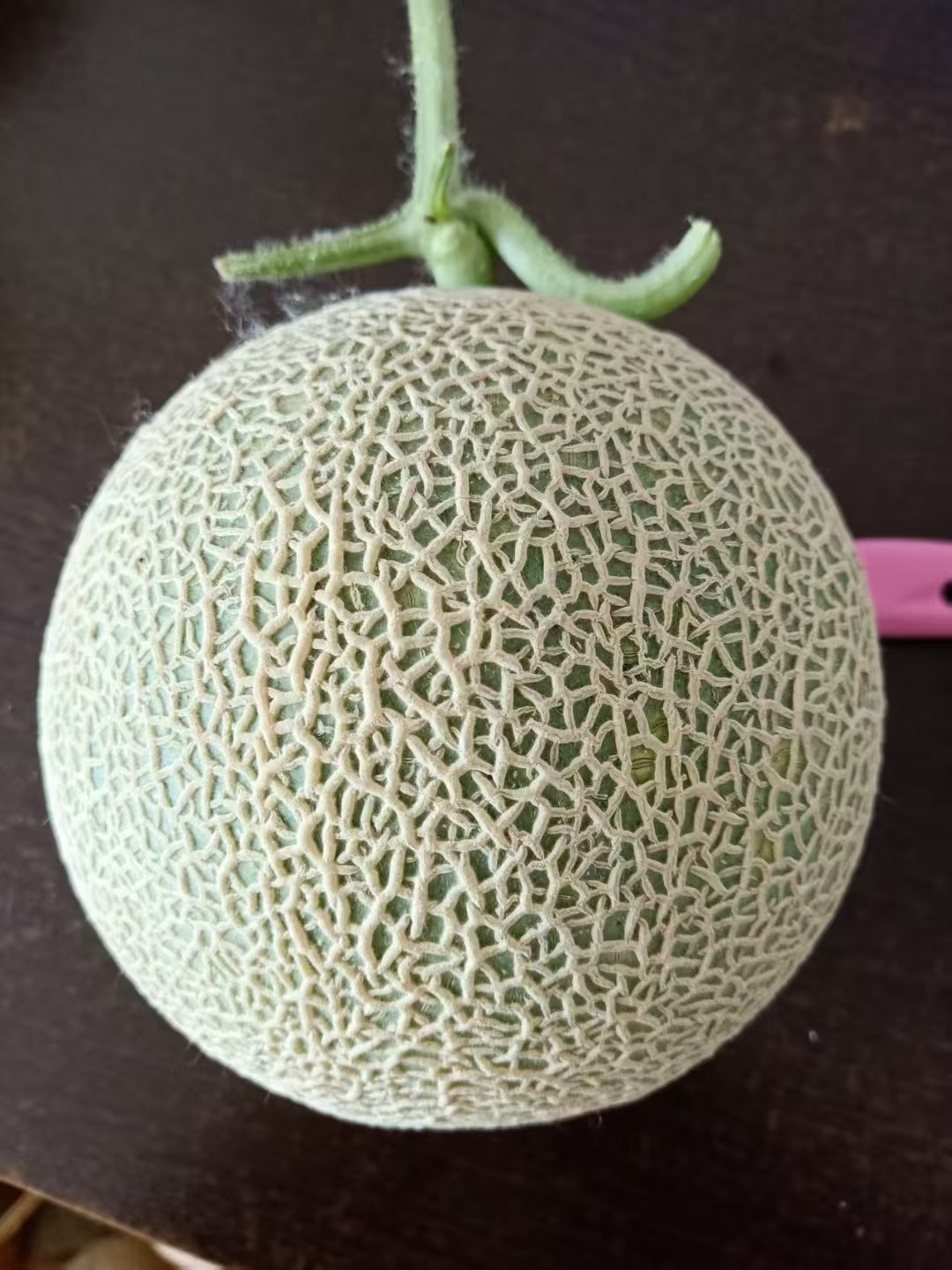 网纹瓜