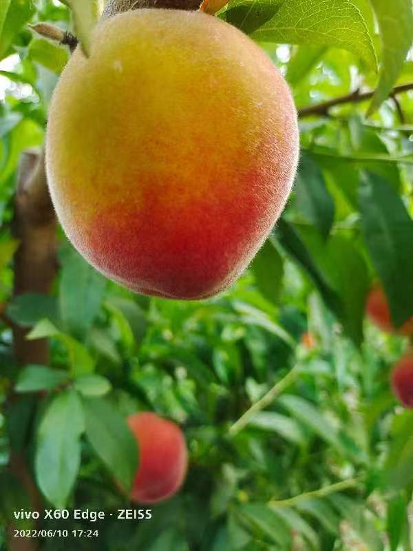 桃子
