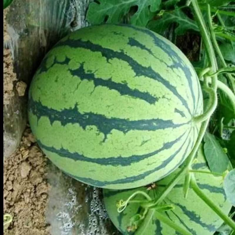 西瓜
