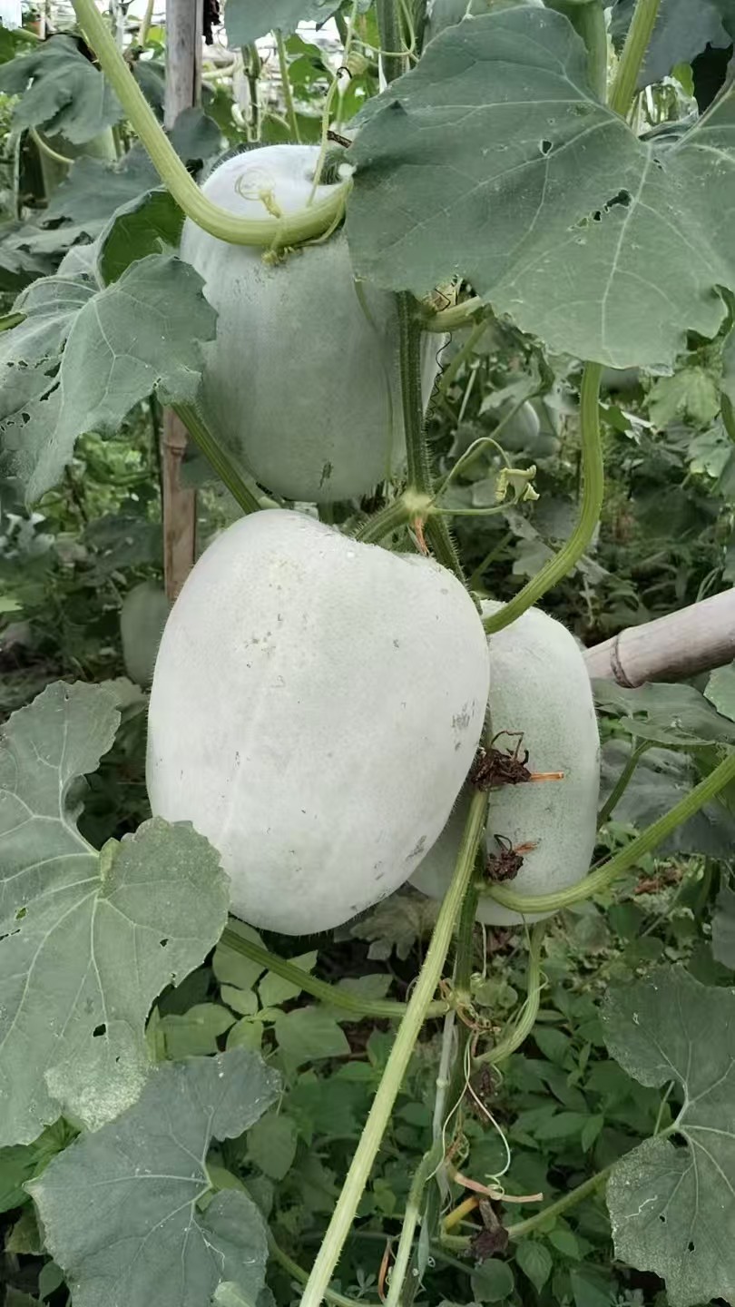 冬瓜