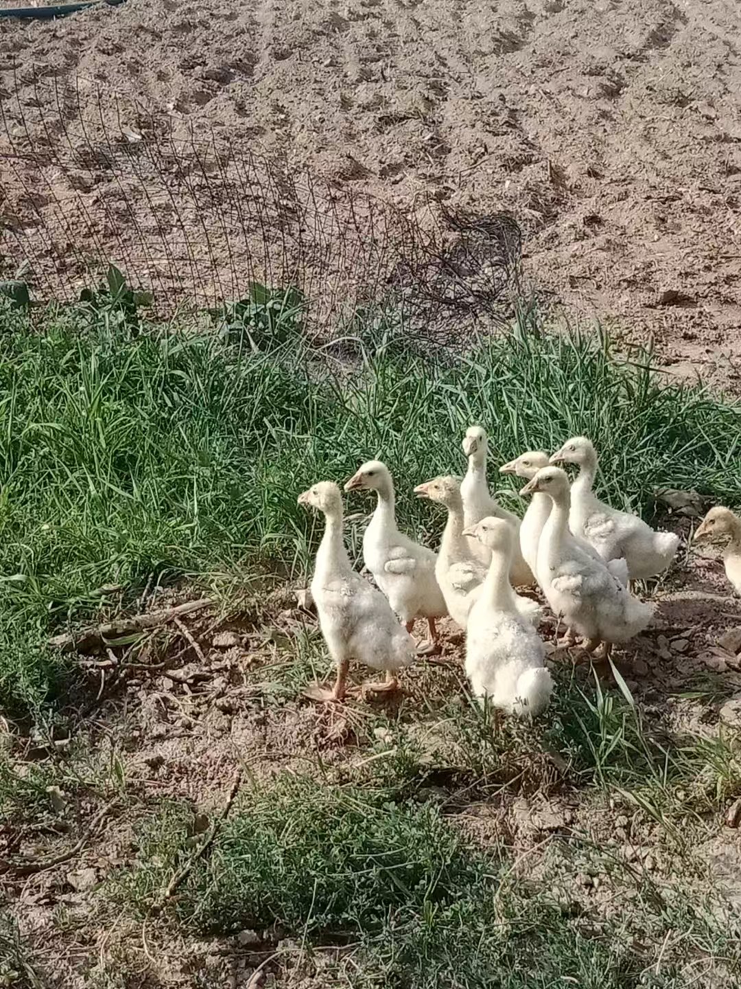 鸭子